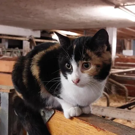 Stoagrawihof Διαμέρισμα