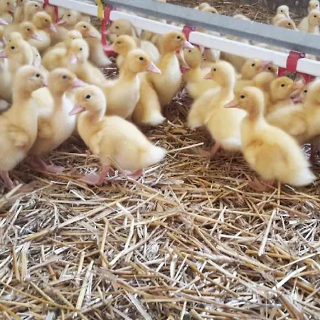 Stoagrawihof Διαμέρισμα Oberrosenauerwald