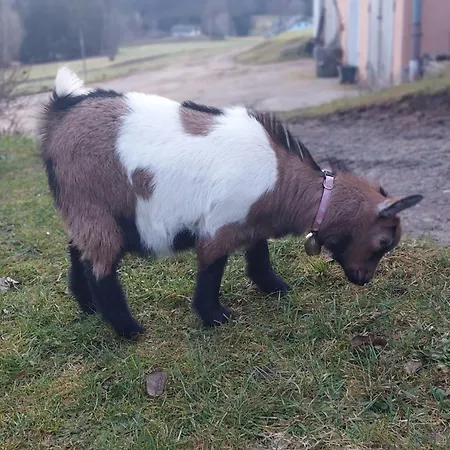 Διαμέρισμα Stoagrawihof Oberrosenauerwald