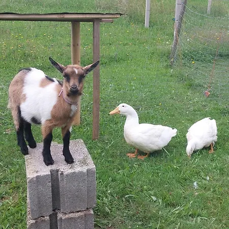 Διαμέρισμα Stoagrawihof Oberrosenauerwald