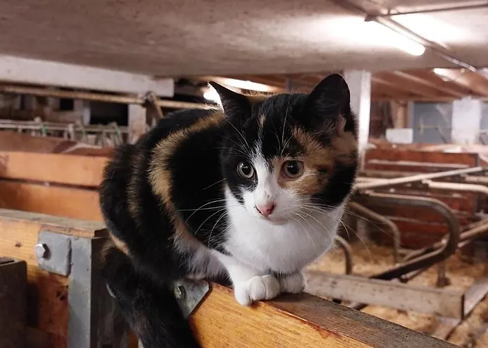 Stoagrawihof Διαμέρισμα