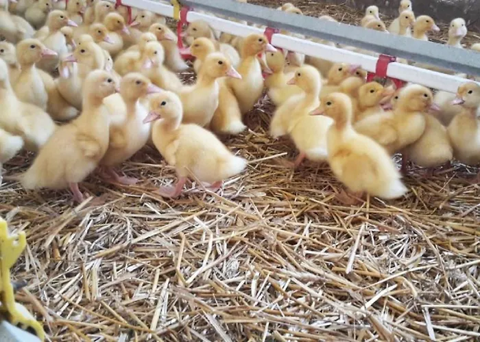 Stoagrawihof Διαμέρισμα Oberrosenauerwald