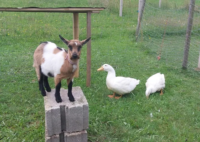 Διαμέρισμα Stoagrawihof Oberrosenauerwald